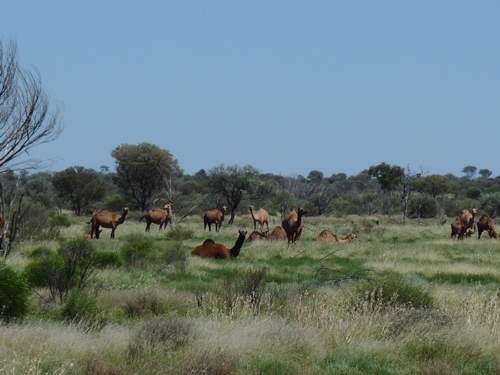 Kamele in Australien